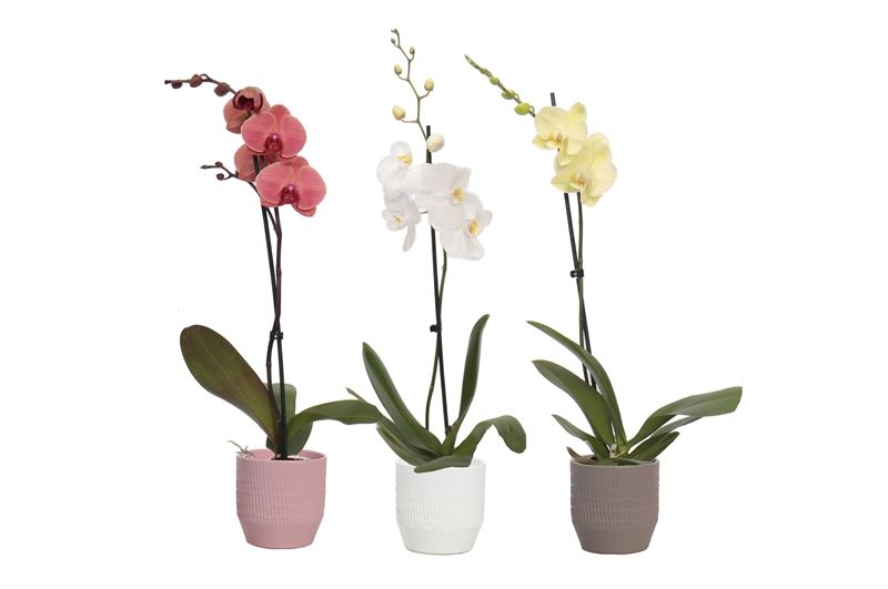 Tirza p12 scores mix Phal mix 1T09+, D 12