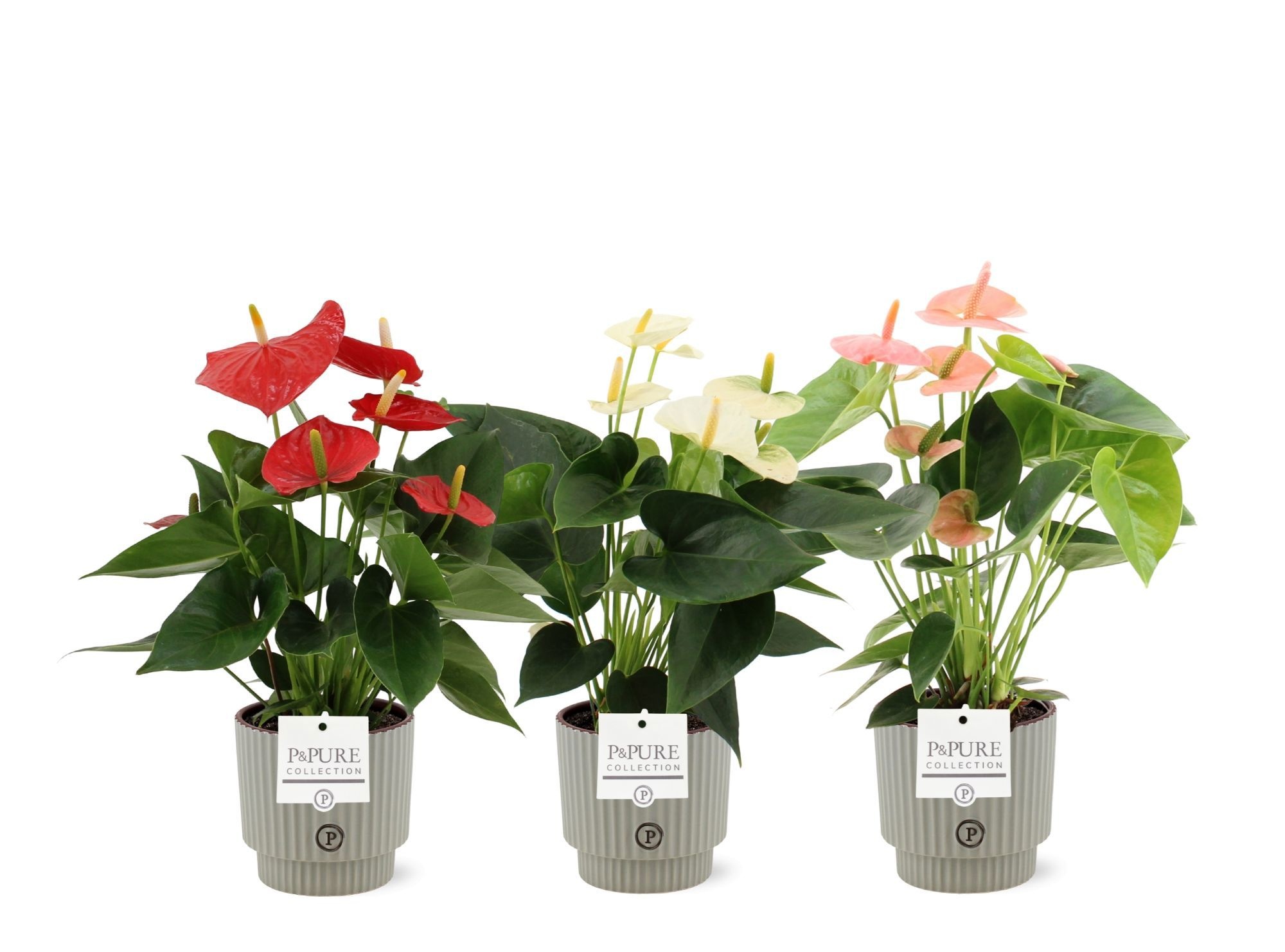 Anthurium 3 color mix Pure Ivy ceramics, D 12