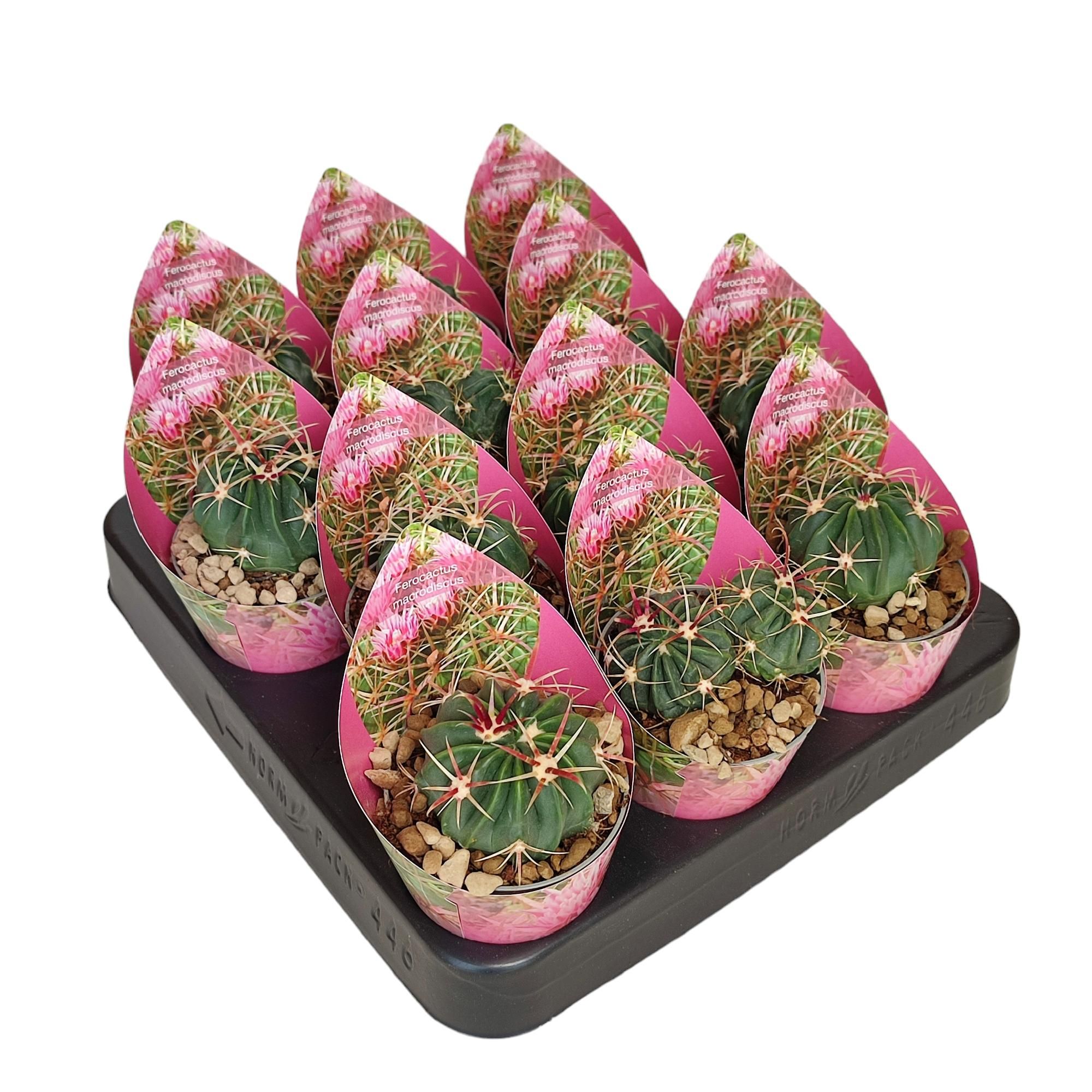 FEROCACTUS MACRODISCUS - POT Ø 6,5 WITH POTCOVER (CACTUS), D 6,5