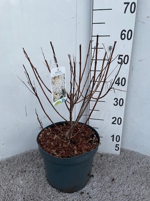 Hydrangea pan. Silver Dollar 50-60 cm struik P26 C7,5, D 26