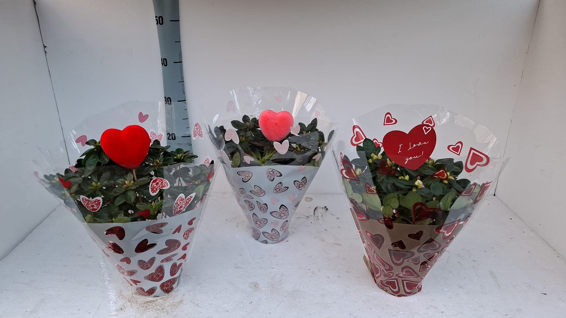 AZALEA BLOEI CUPIDON 25 CM MET BIJSTEKER, D 12