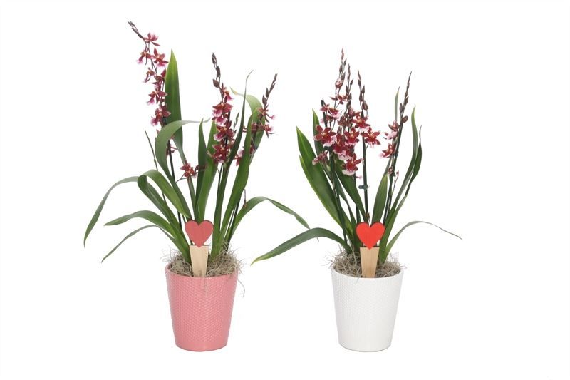 Zoe p12 dots pink/white Cambria Barrocco Red 3-4T18+, D 12 cm