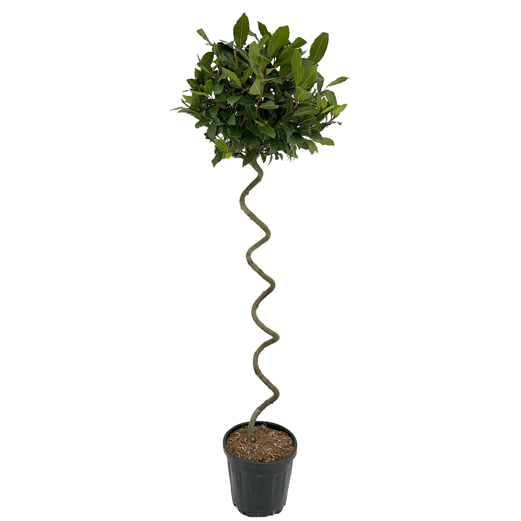 Laurus nobilis Kurketrekker, D 25