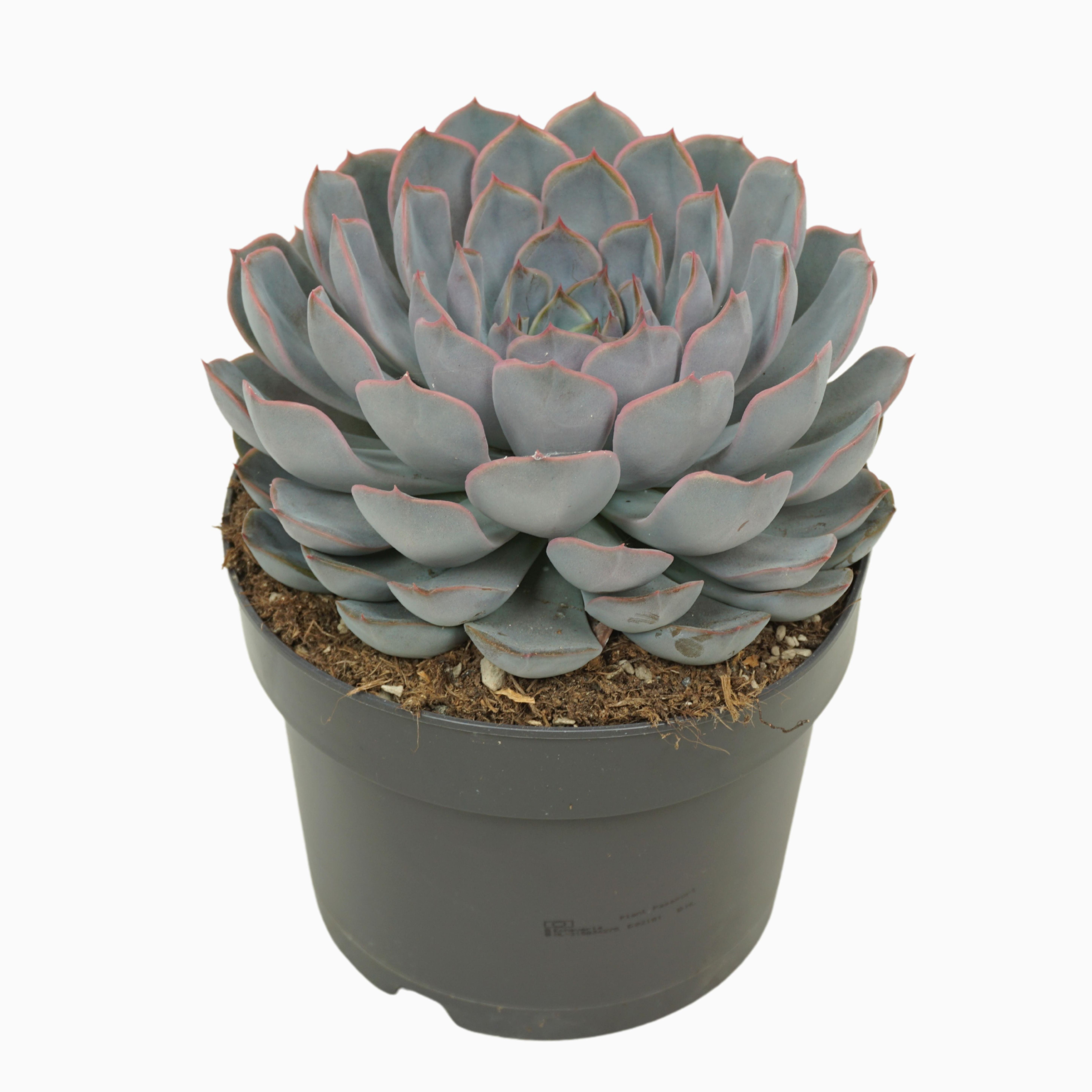 Echeveria orion 17 cm, D 17
