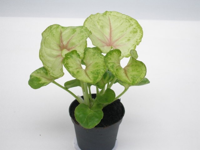 SYNGONIUM PODOPHYLLUM 'SUNSHINE', D 6
