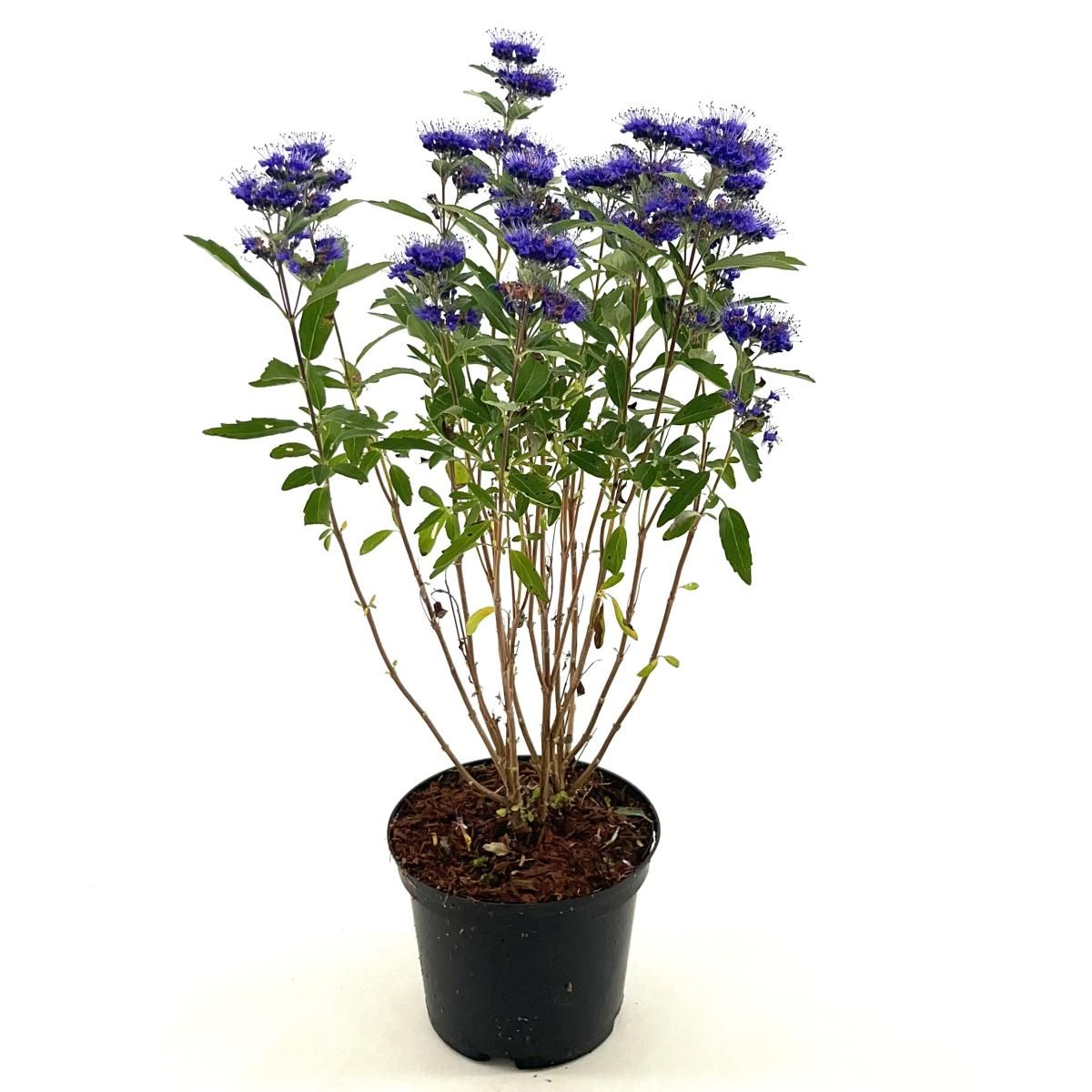 Caryopteris cland. Grand Bleu, D 19 cm