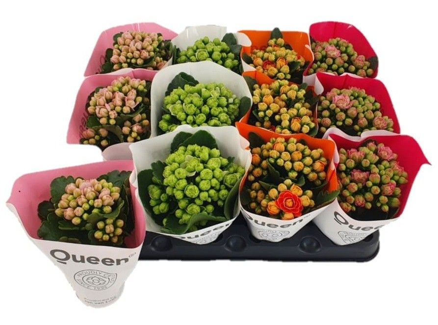 Queen mix dubbel, D 6 cm Queen mix dubbel, D 6 cm