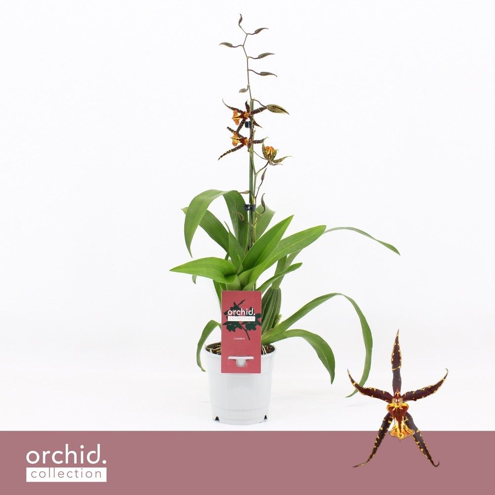 Brassia, Orange Spider 1-spike 'Orchid Collection', D 12 cm