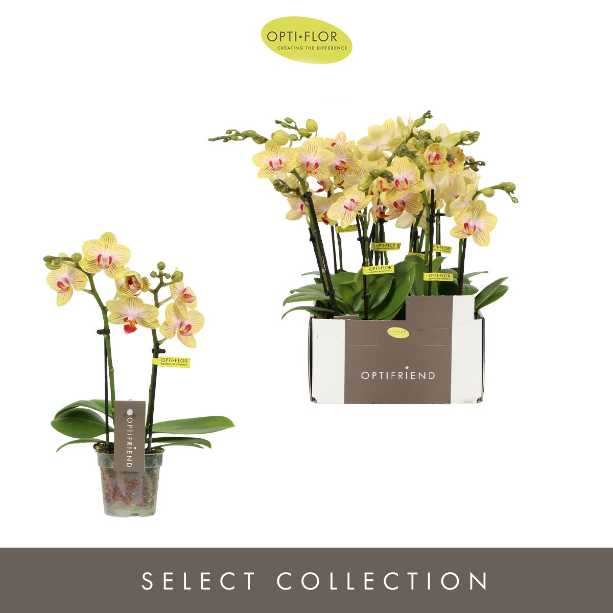 Optifriend Stella 2 spike, D 7 cm