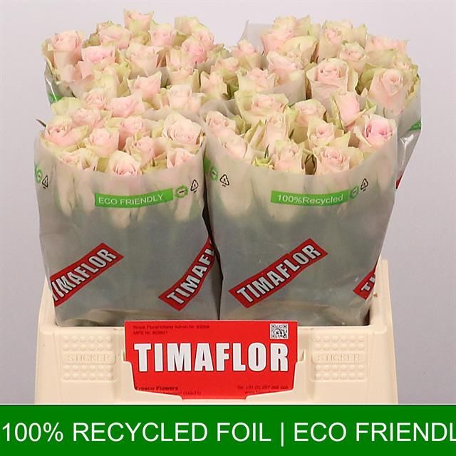 Роза од. Пинк Атена 40, шт.