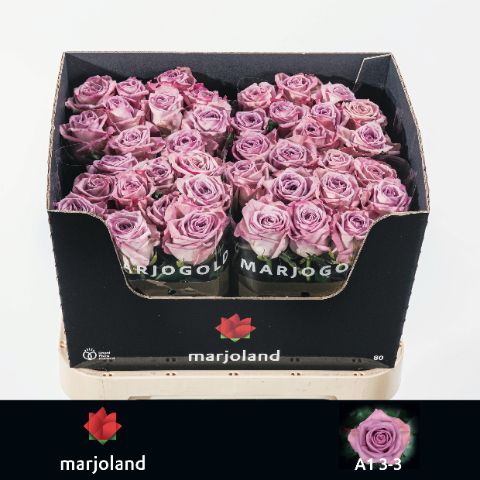 Роза од. Наели! 80, шт.