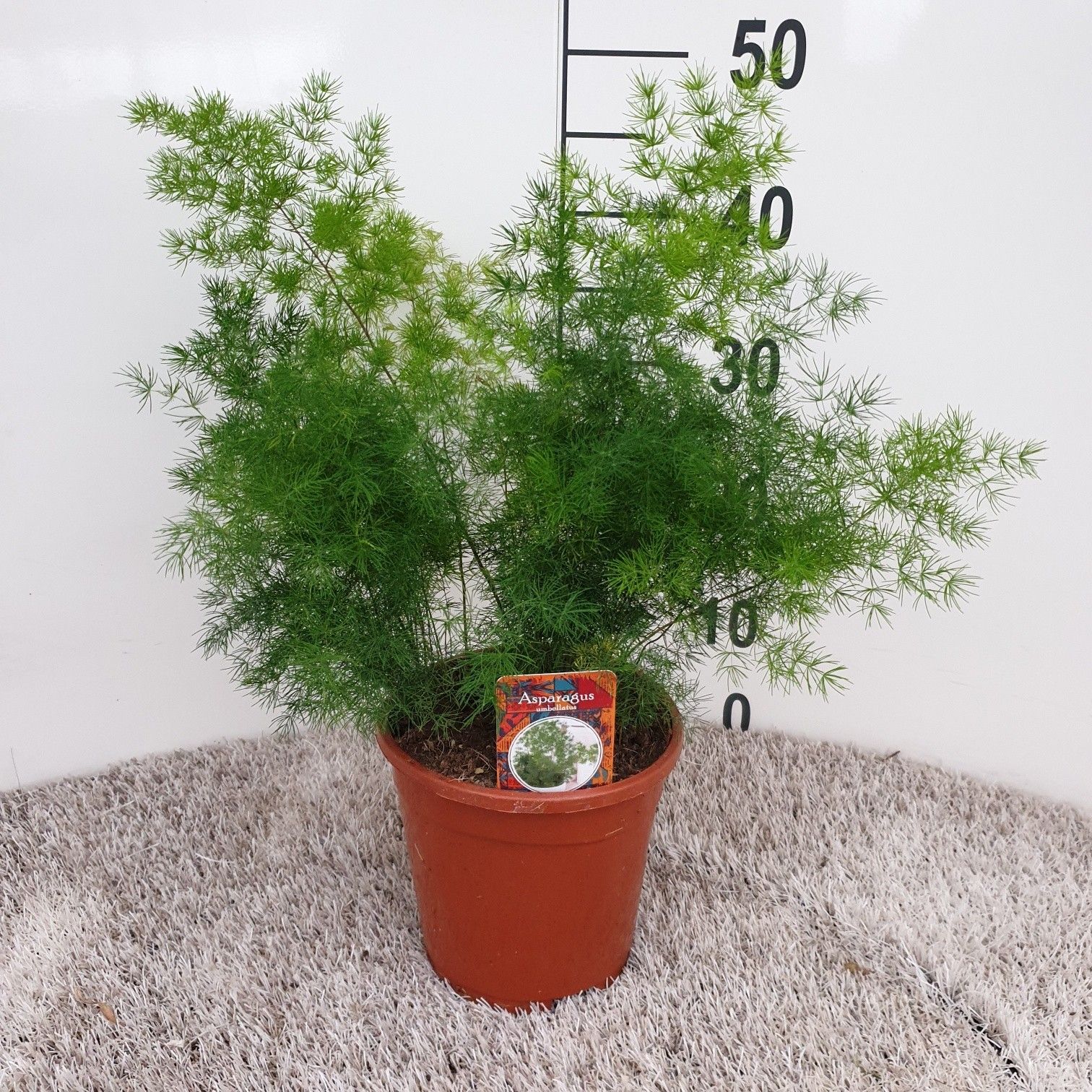 Asparagus umbellatus (myriocladus), D 17