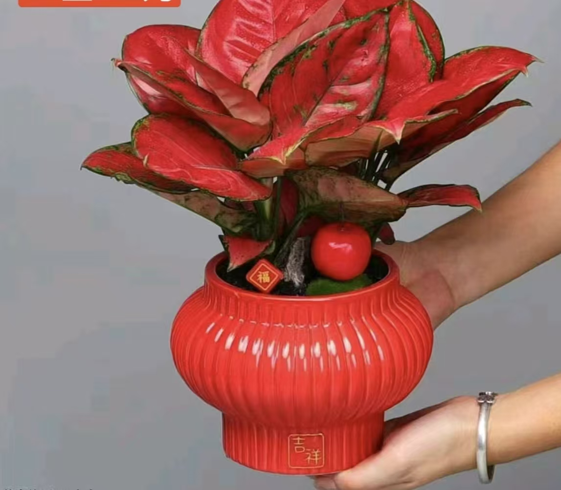 Аглаонема Ред форчун энд просперити 11 30