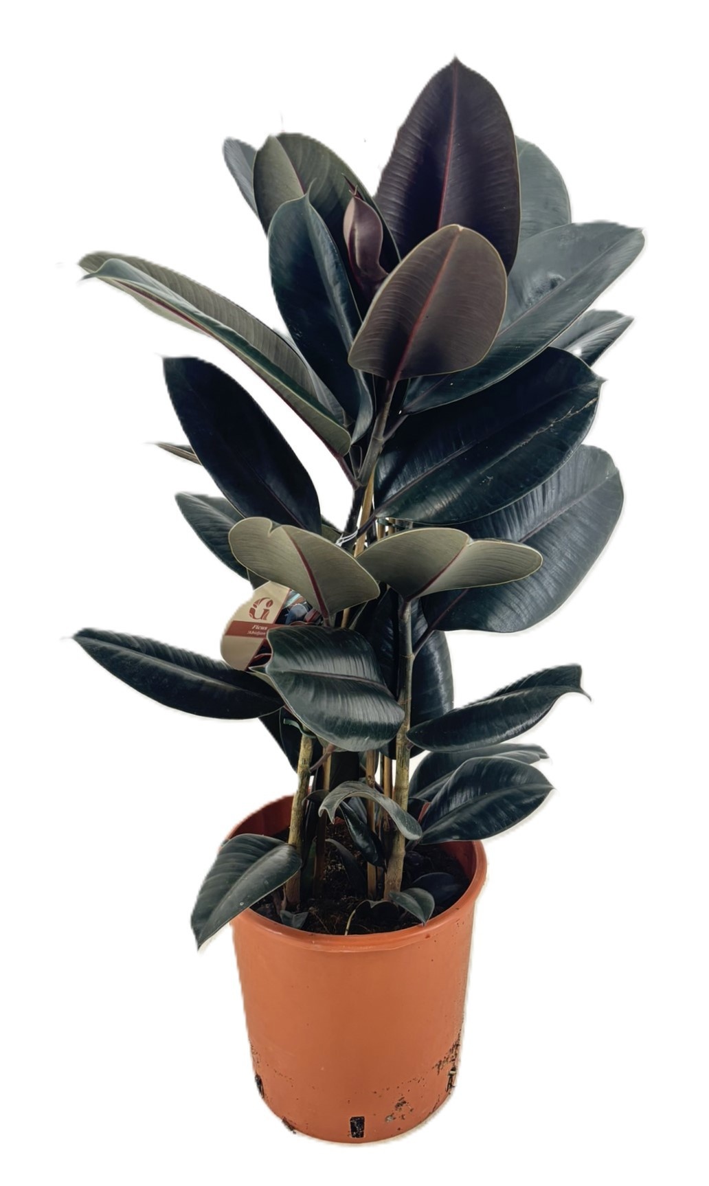 Ficus abidjan, D 24