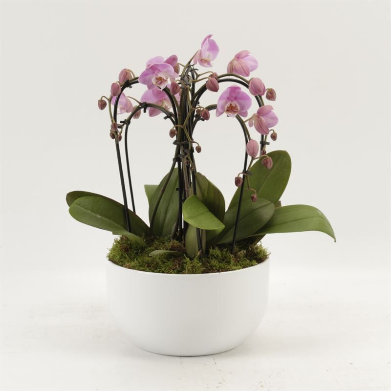 Phalaenopsis Elegant Cascade Sena schaal wit sixboga roze met platmos, D 26