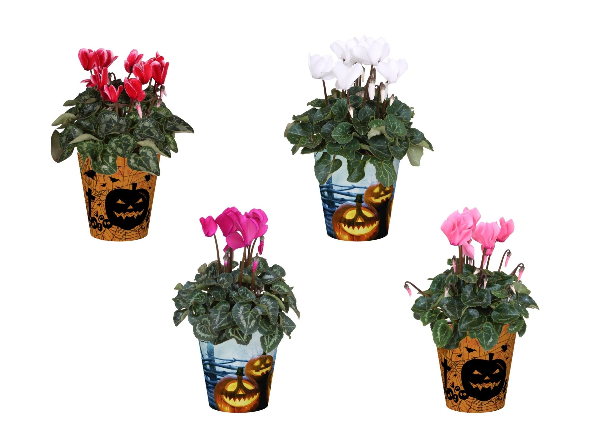 Cyclamen in Smartcup Halloween, D 12 cm Cyclamen in Smartcup Halloween, D 12 cm