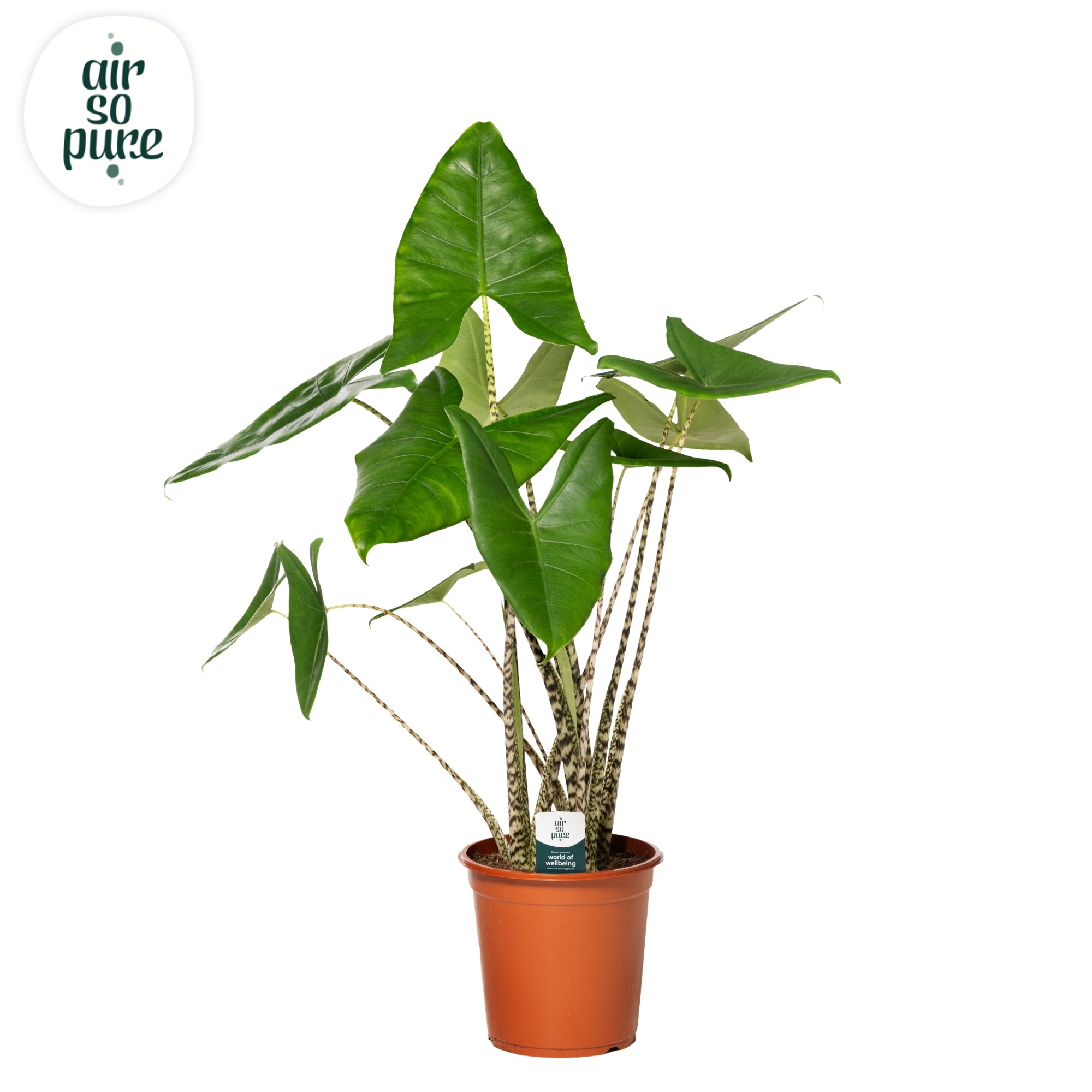 Alocasia Zebrina p24 (Air so Pure), D 24