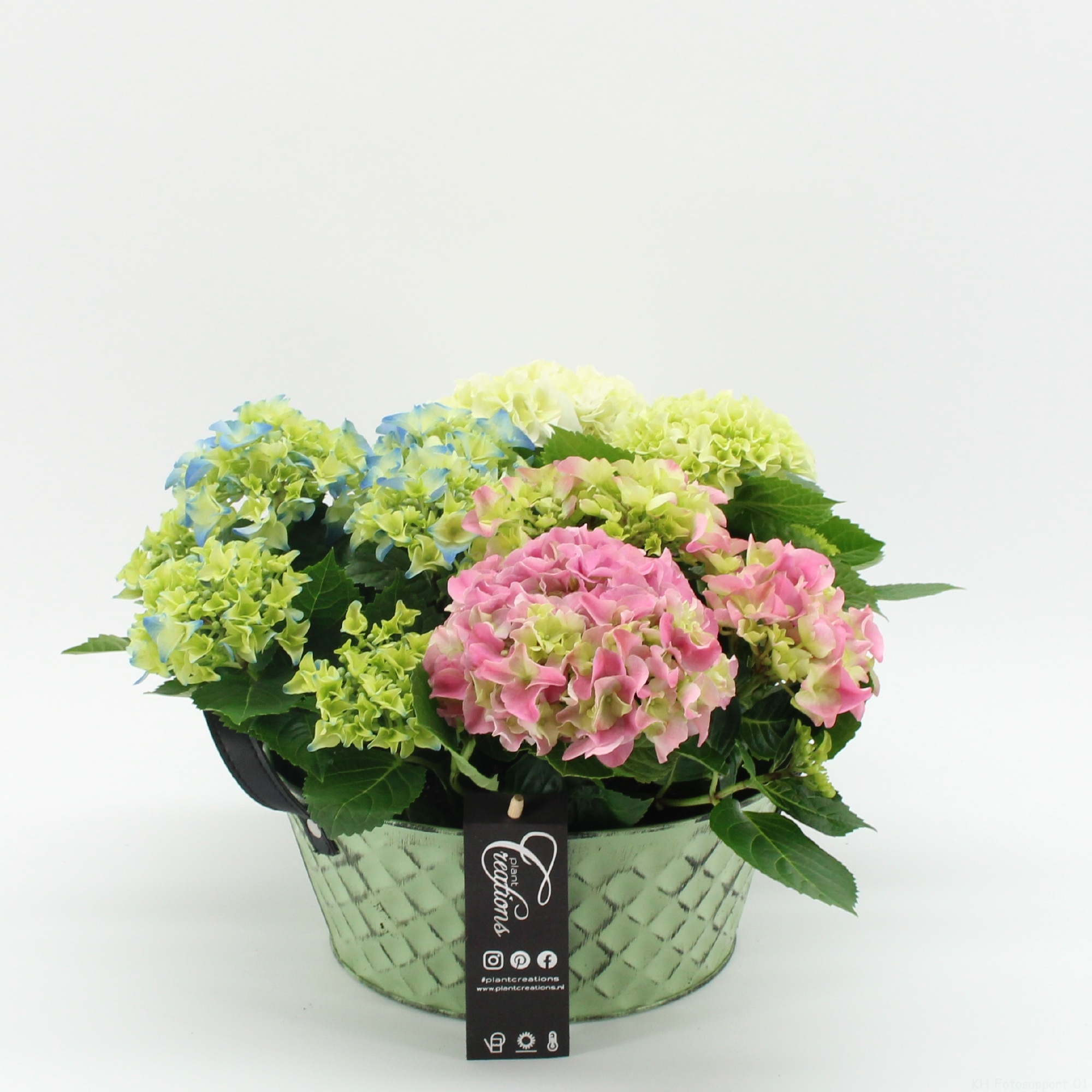 KHCR-2622 Hydrangea creatie, D 22