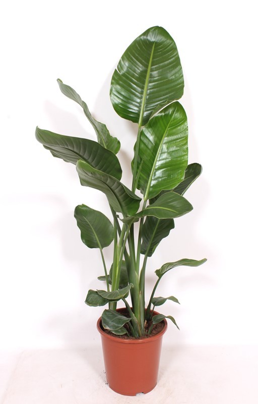 Strelitzia nicolai, D 27