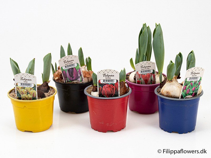 TULIPA FERGANICA, D 10