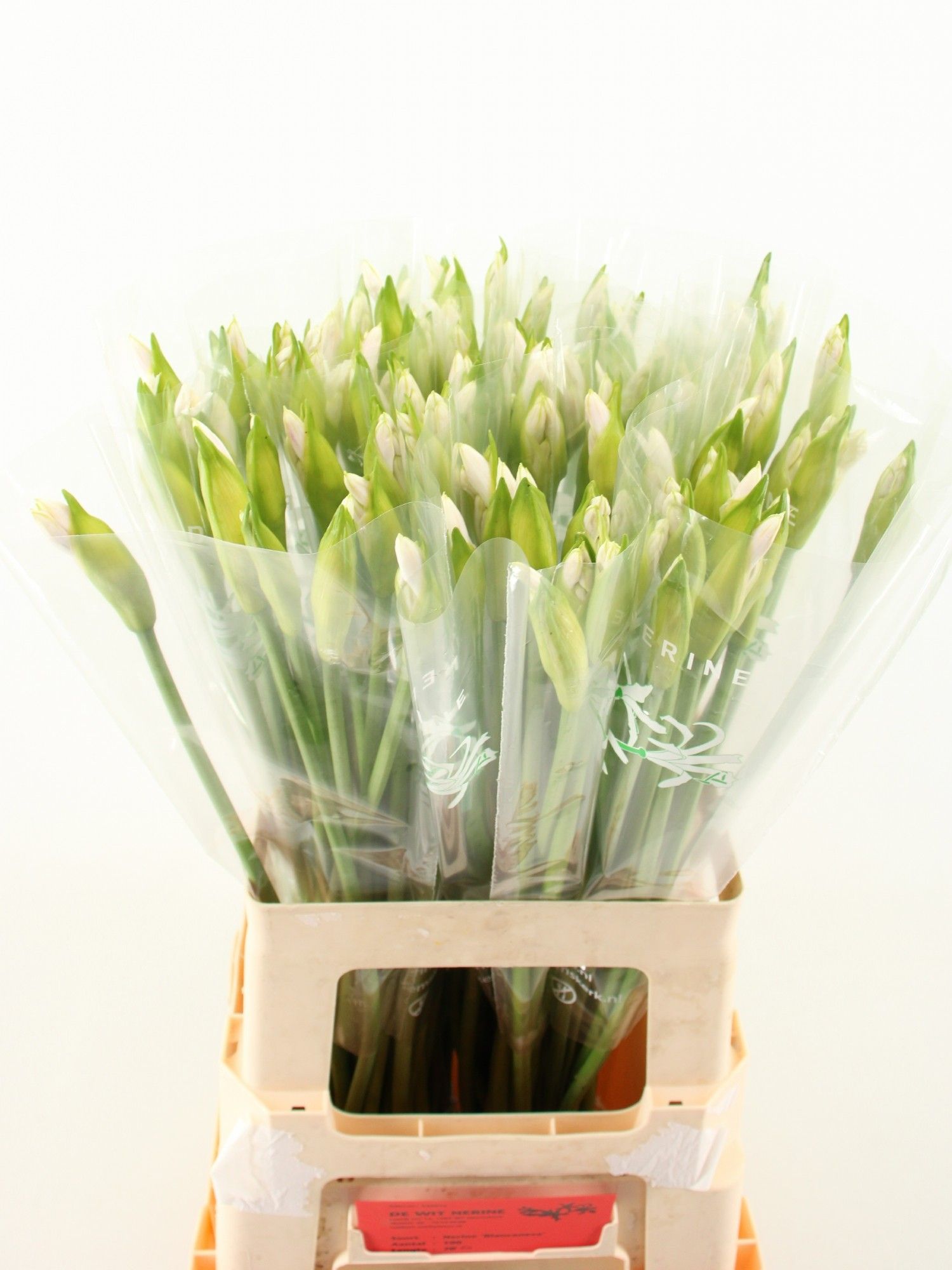 Нерине Бьянка Неве 60, шт.