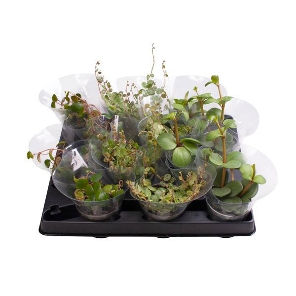 Peperomia Hanging Plants Mix, D 6 cm