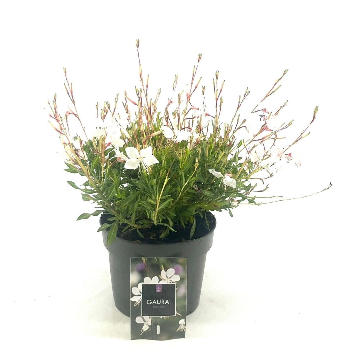 Gaura l. 'White Dove', wit, D 17 cm