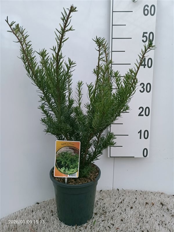 Taxus media Farmen, D 19