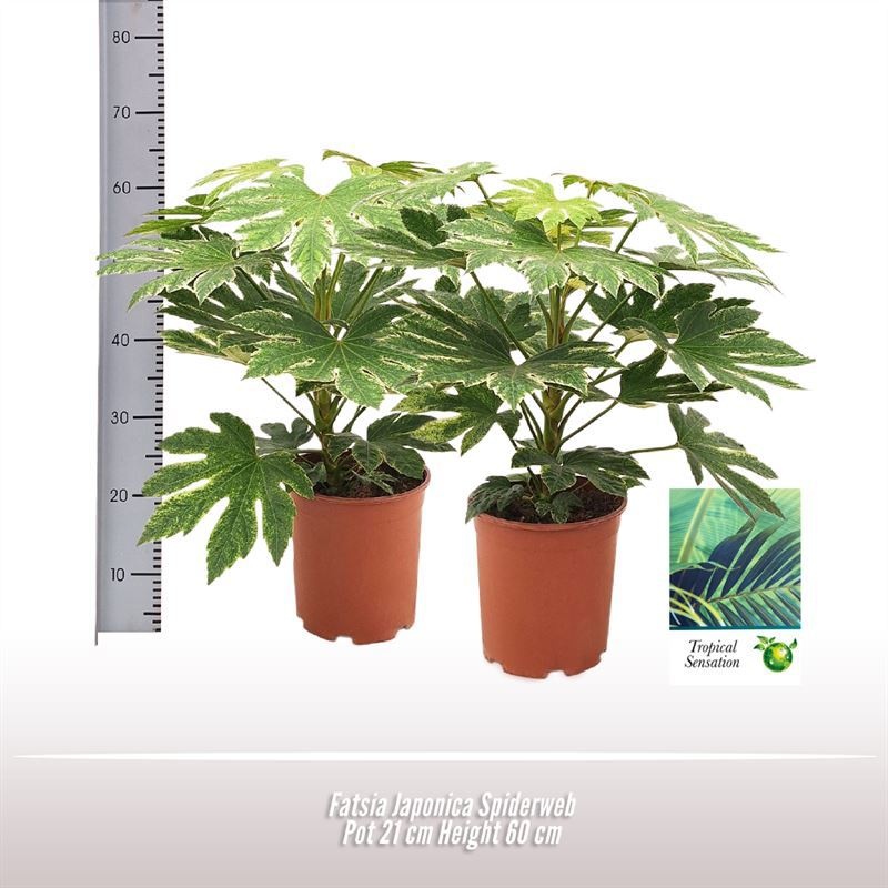 Fatsia Japonica Spiderweb, D 21