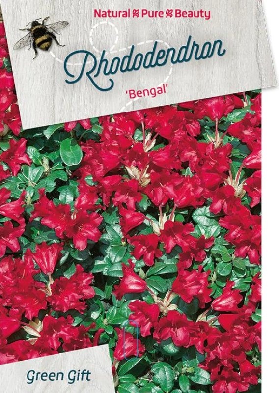 Rhododendron (F) 'Bengal', D 29