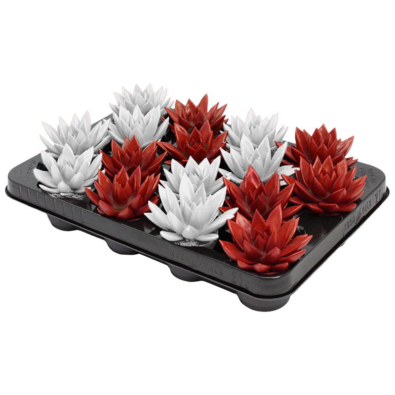 Miranda coloured red & white mix, D 6