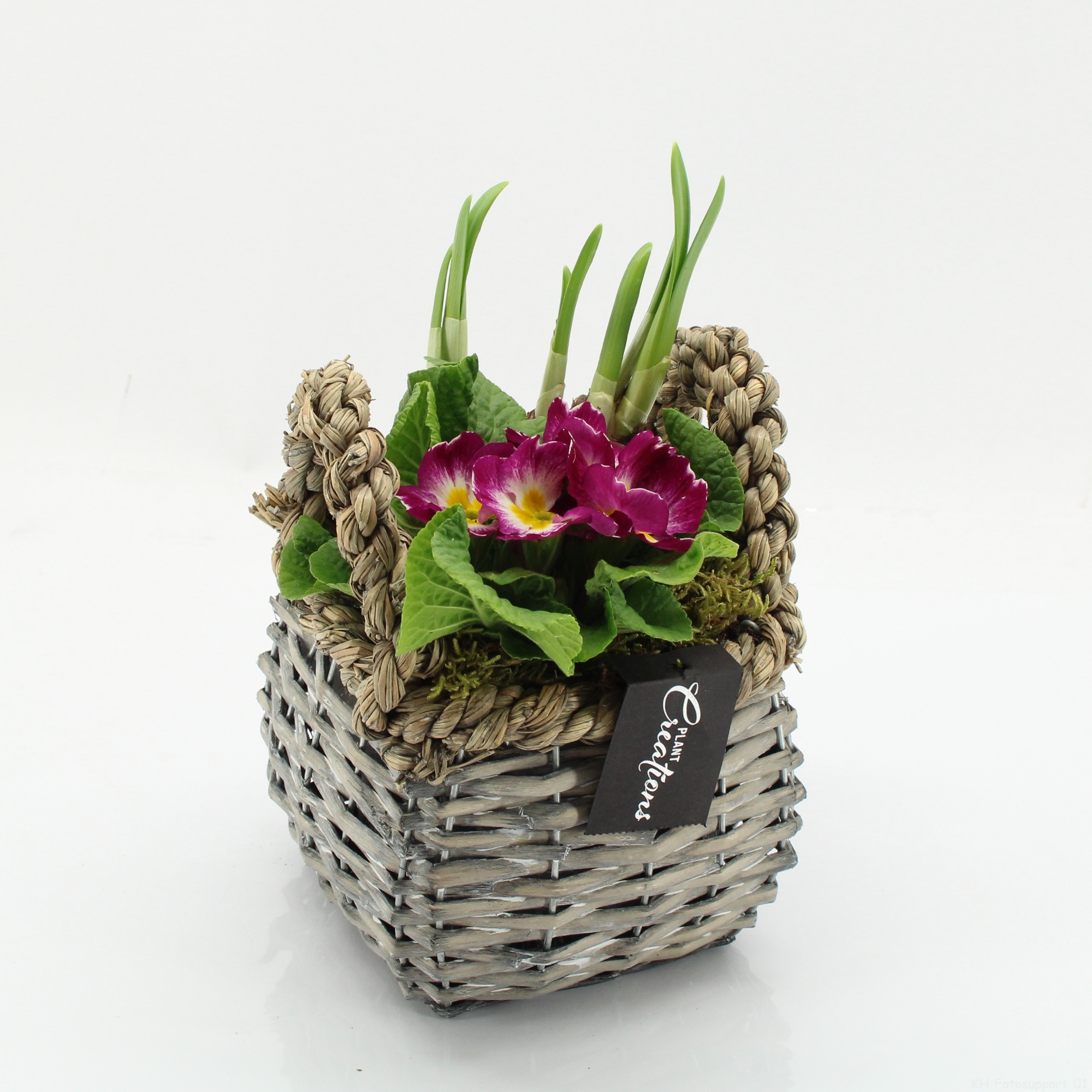 PMCR-2629 Primula creations, D 14