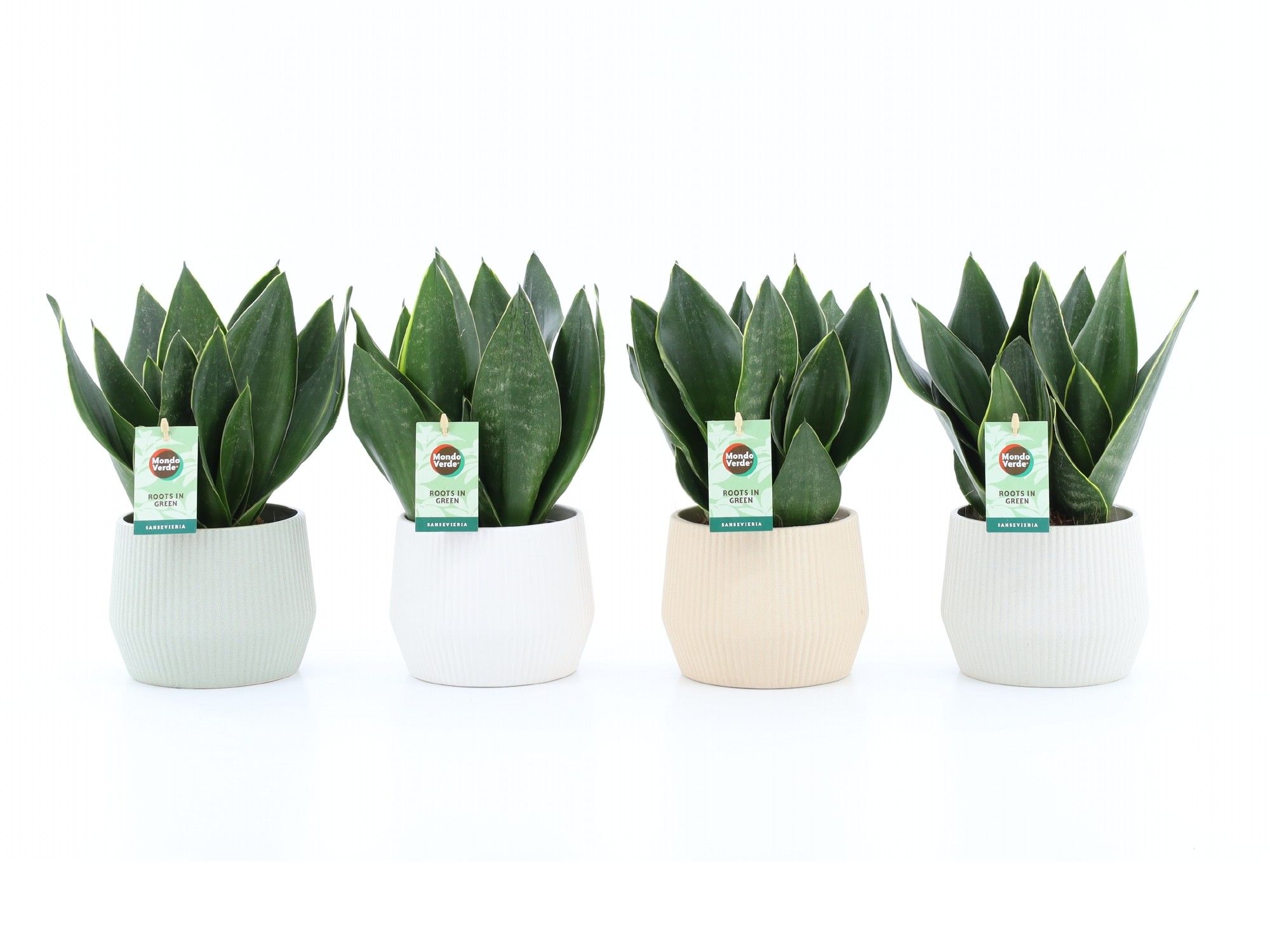 Sansevieria Black Diamond in Sandy, D 15
