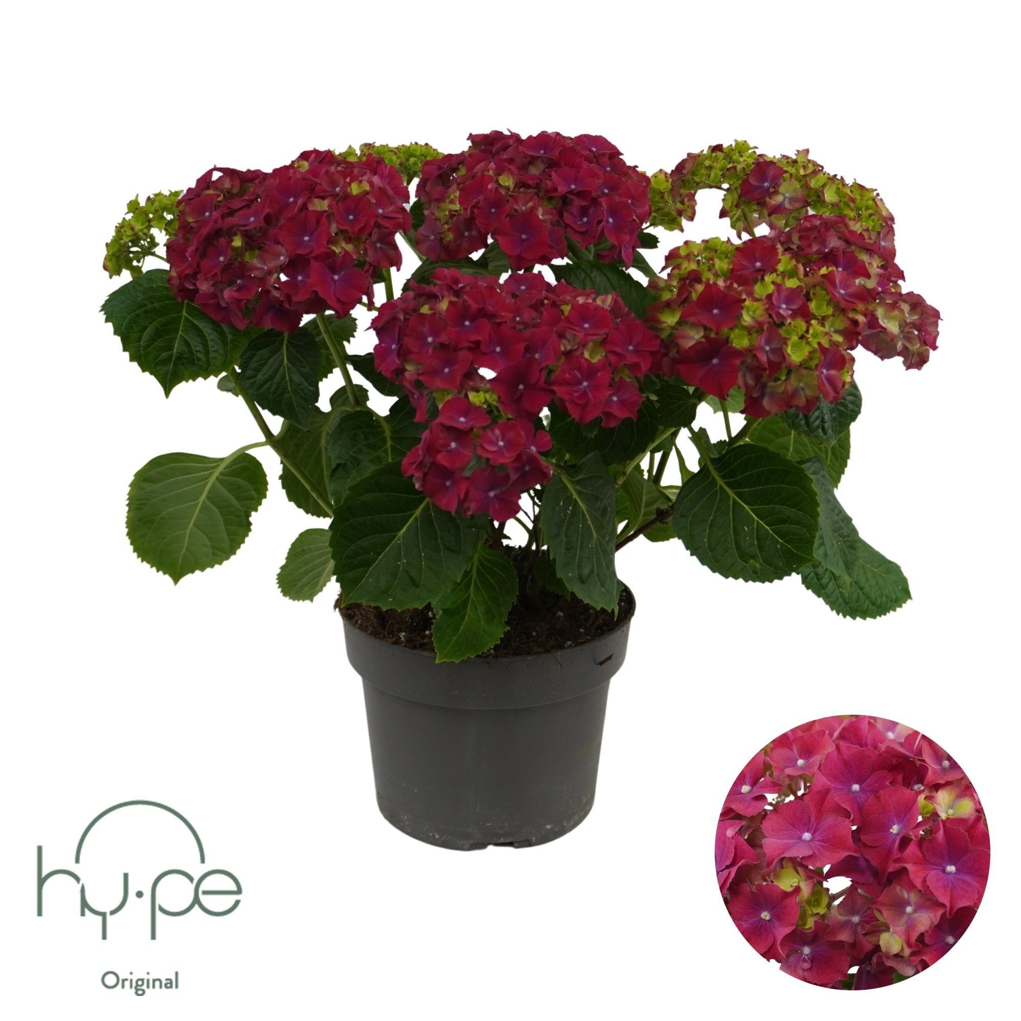 Hydrangea Mophead Red 6+ | Hy-pe Original, D 19