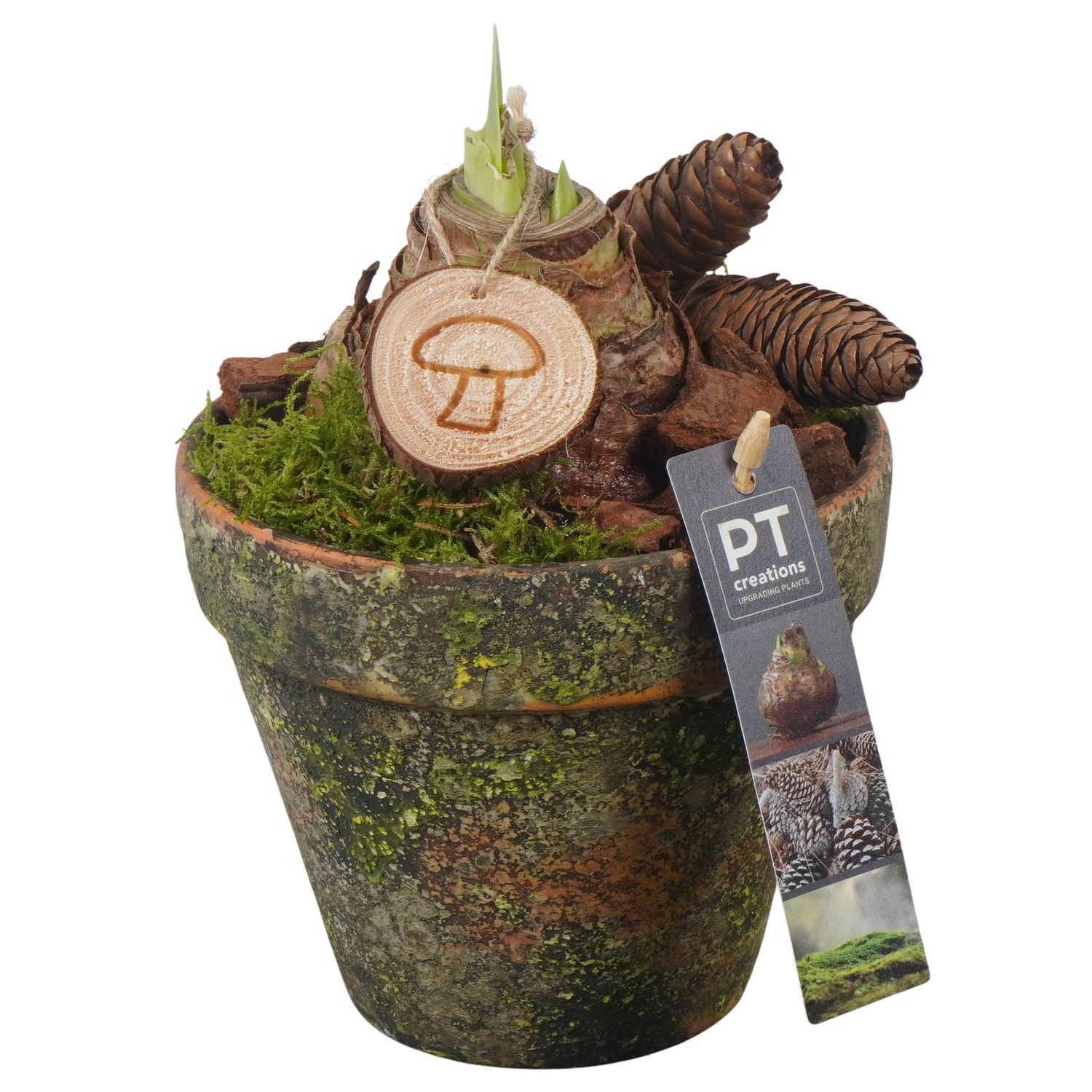 PTAA7521 Arrangement Amaryllis in terracotta pot, D 14 cm