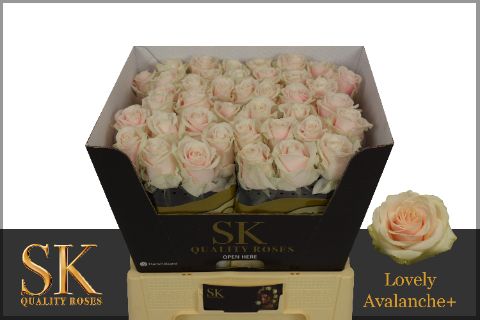 Роза од. Лавли Аваланш+ 60 (крем.), шт.