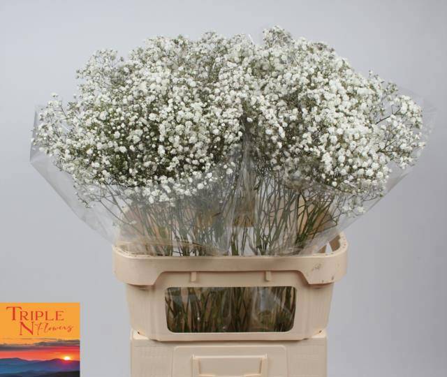 Гипсофила Экселенс 80, шт.