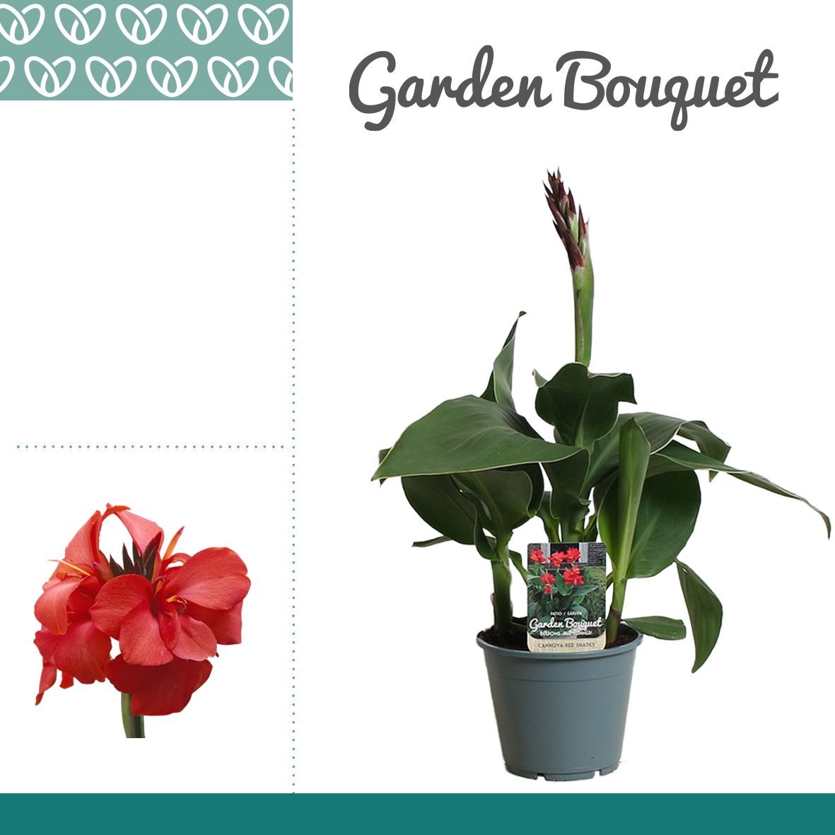 Canna Red Shades, D 14