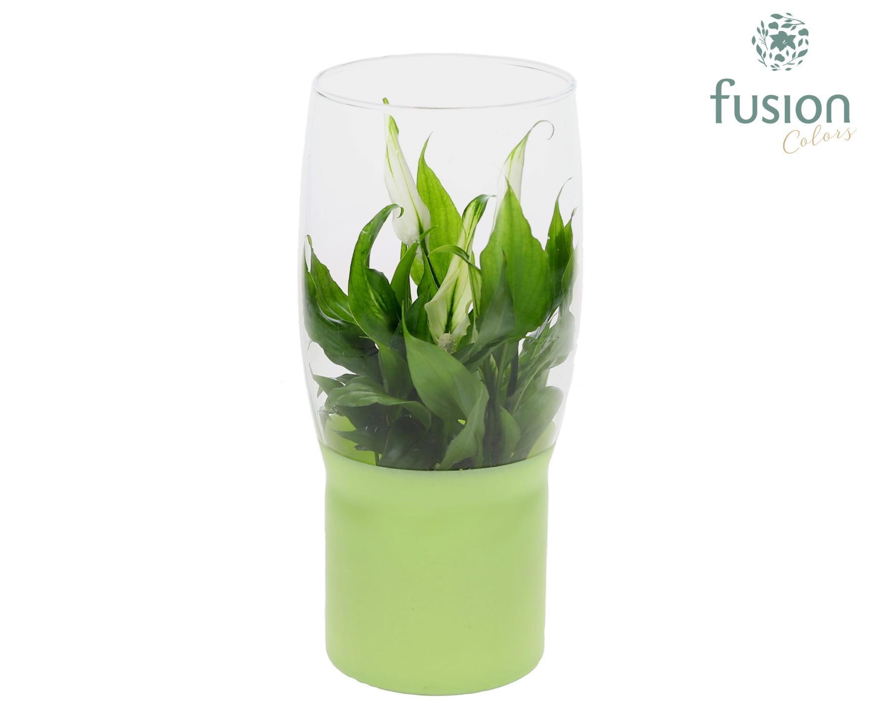 Green Bottle Tulp vaas met Spathiphyllum, D 12