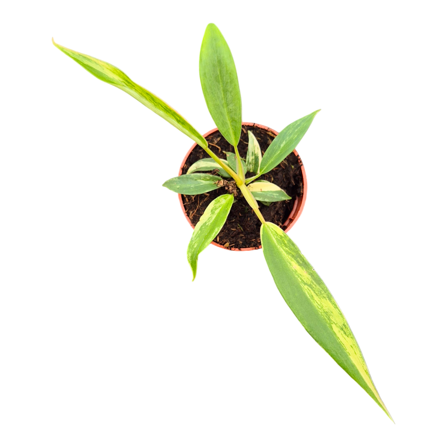 Philodendron Florida Beauty x Tortum, D 7