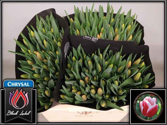 Тюльпан од. Лин Ван Ден Марк (красно-желт.), шт.