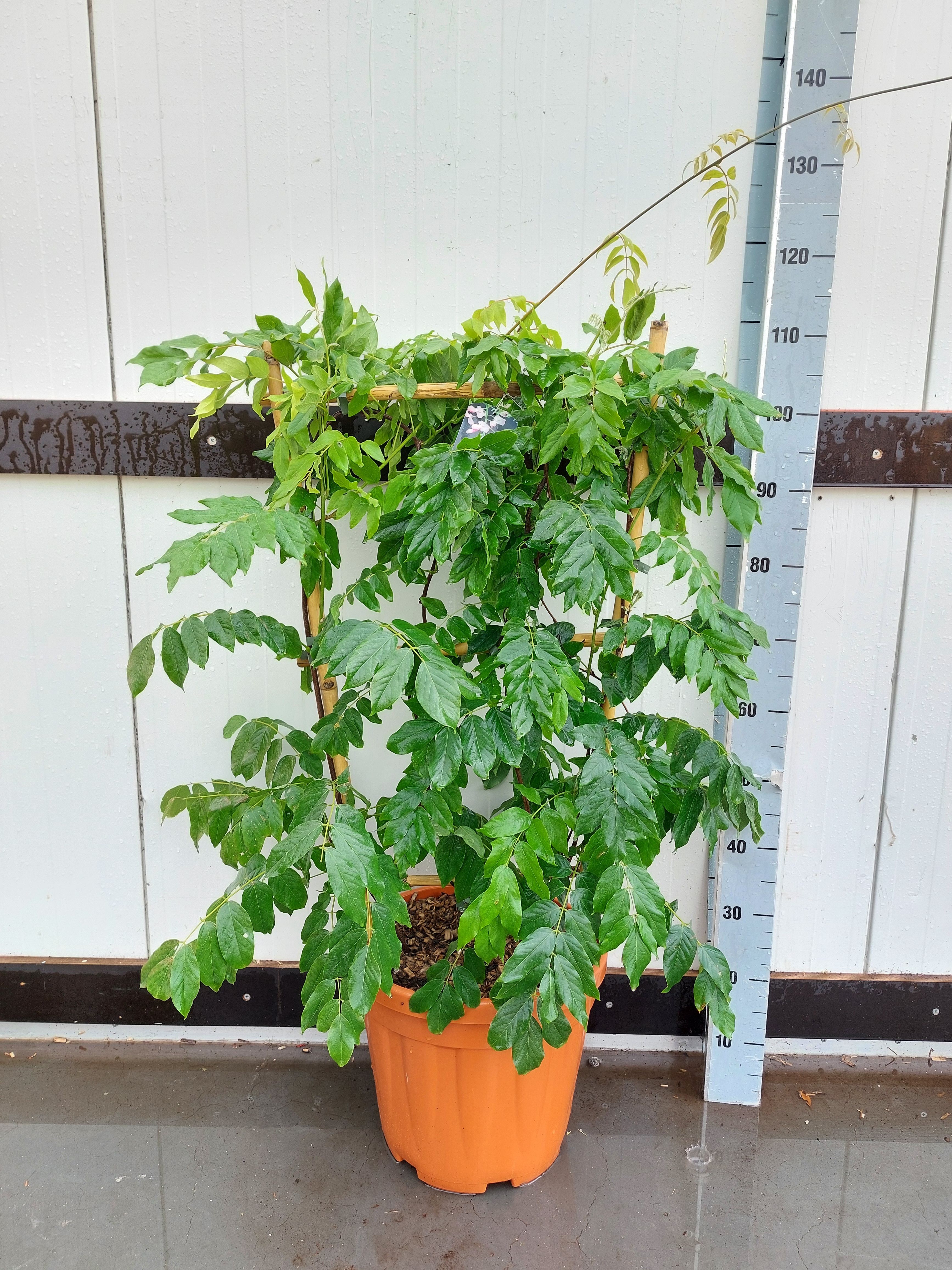 Wisteria Sinensis - Rek (80x40), D 32 cm