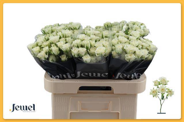 Роза куст. Сноуфлейк 60, шт.