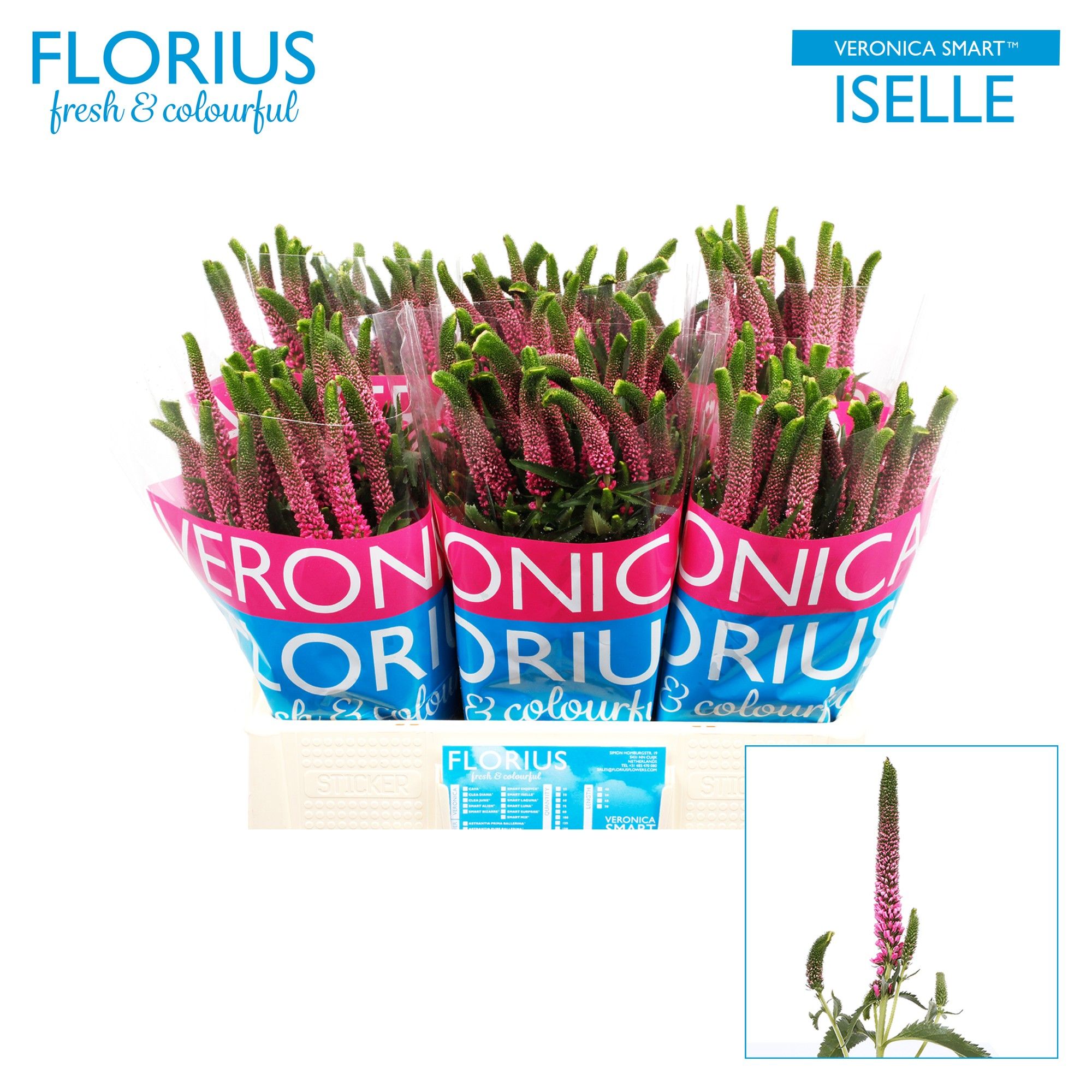 Вероника Смарт Изель 60, шт.