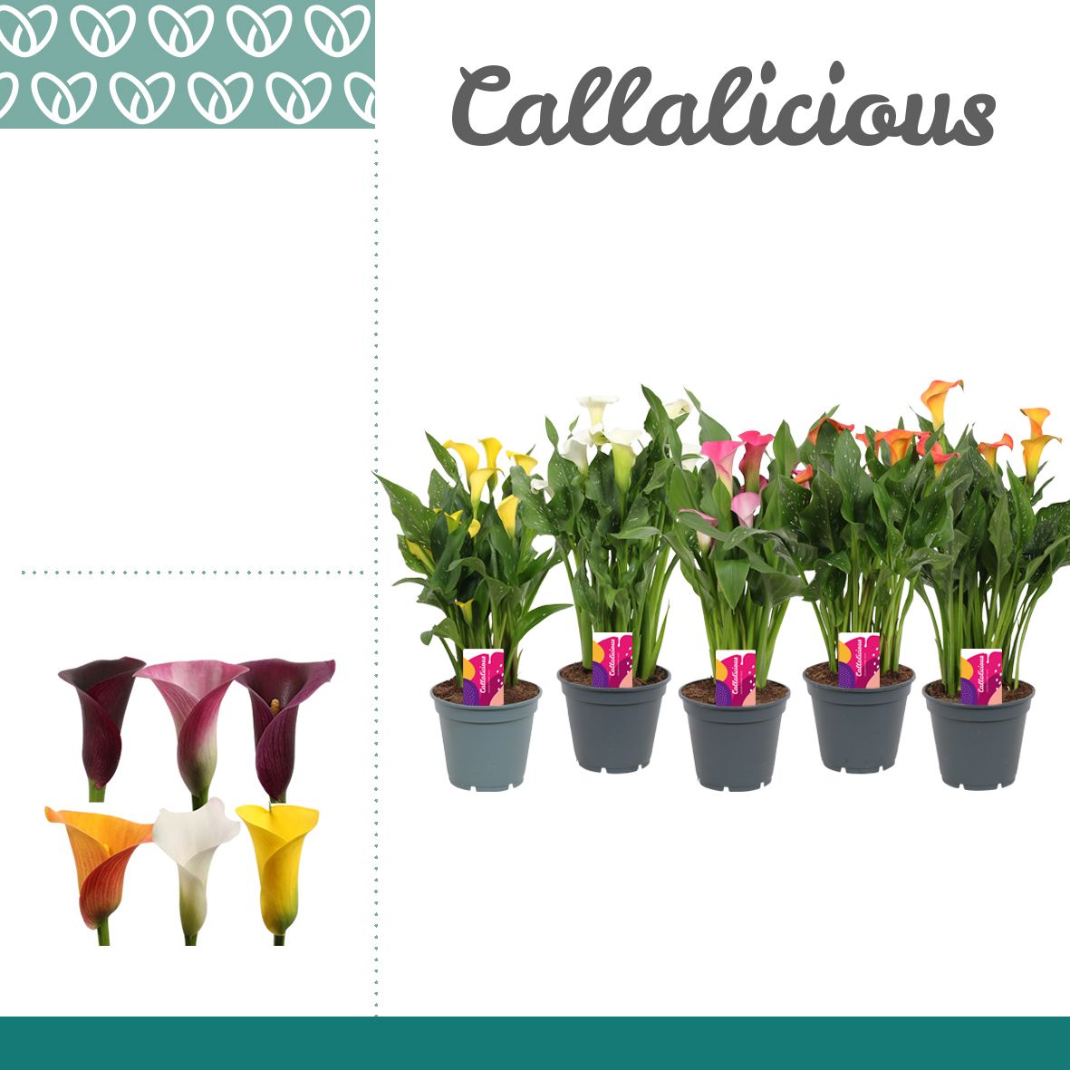 Zantedeschia (Calla) Mix, D 17