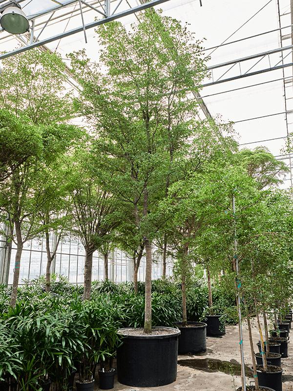 Bucida buceras 'Shady Lady' (775-800), D 140