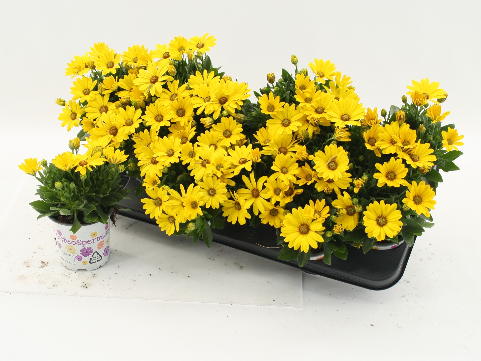 Osteospermum Yellow, D 10,5