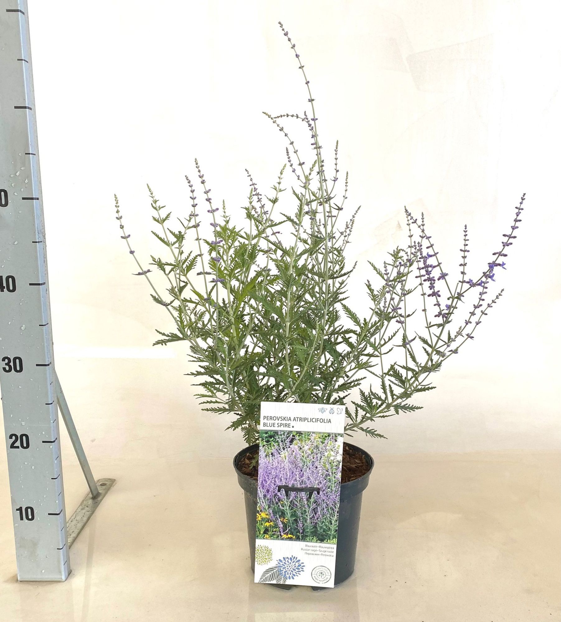 Perovskia atriplicifolia Blue Spire, D 19