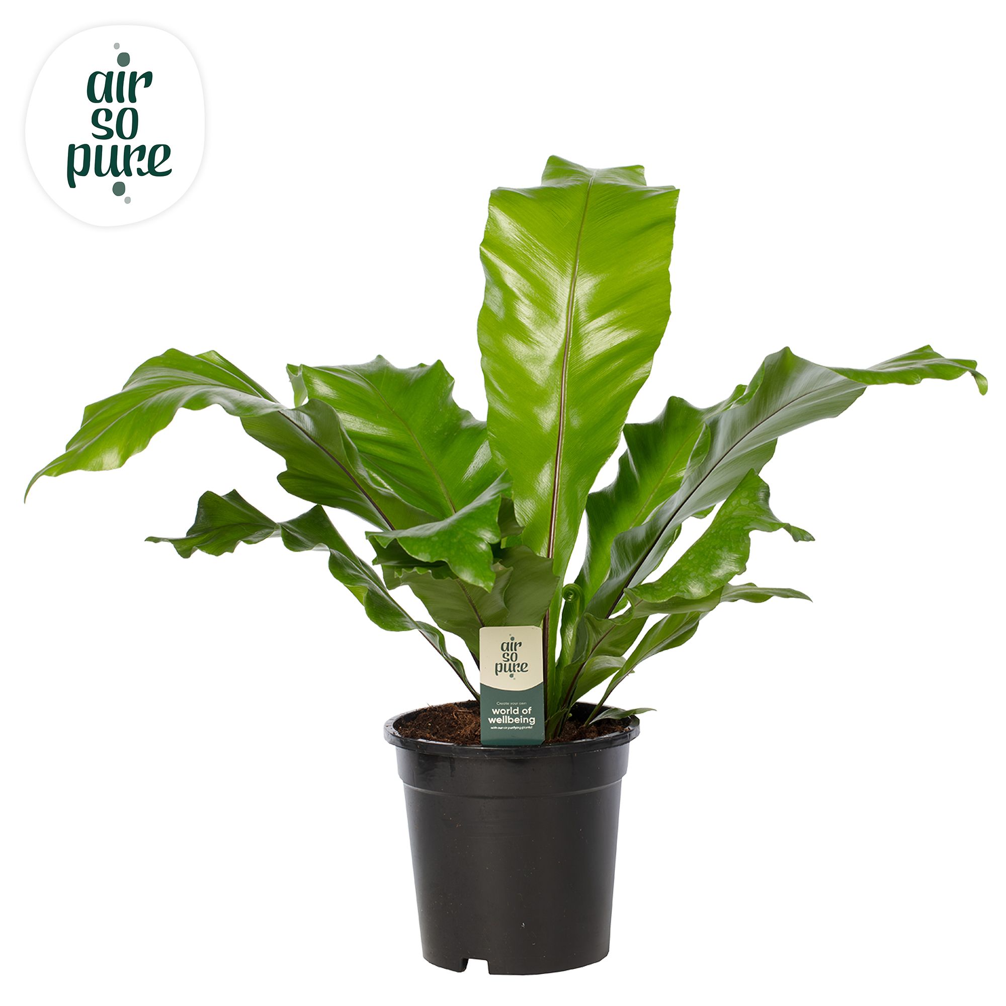 Asplenium nidus - Air So Pure, D 17