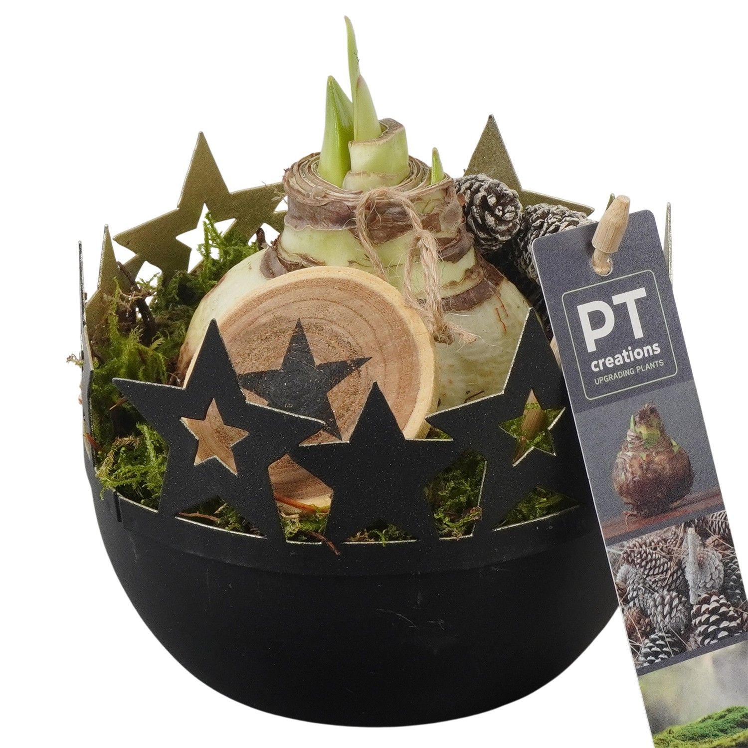 PTACH5874 Arrangement Amaryllis Christmas in metalen pot, D 12 cm PTACH5874 Arrangement Amaryllis Christmas in metalen pot, D 12 cm